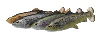 4D PULSETAIL TROUT